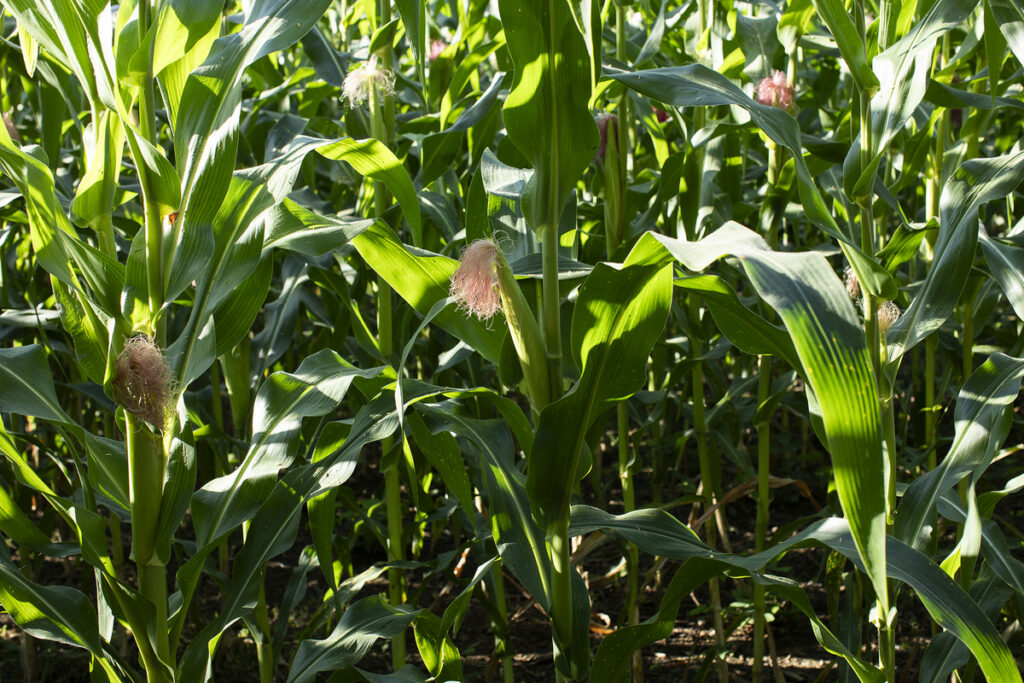 Los verdes de la milpa. Fotografía: Xabier Santaquiteria Echarri, enero 2026