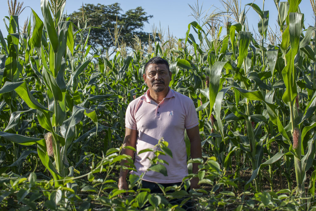 En la milpa. Fotografía: Xabier Santaquiteria Echarri, enero 2026
