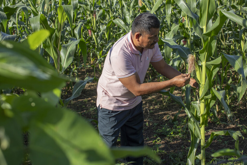 Cuidando la milpa. Fotografía: Xabier Santaquiteria Echarri, enero 2026